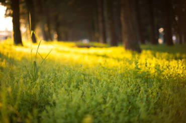 “Weeds are flowers, too, once you get to know them.”—Winnie-the-Pooh