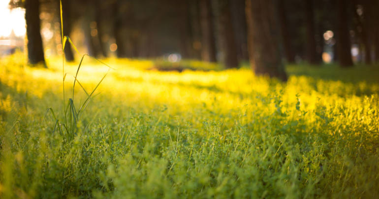 “Weeds are flowers, too, once you get to know them.”—Winnie-the-Pooh